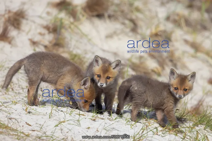 : Red Fox kits : Red Fox kits