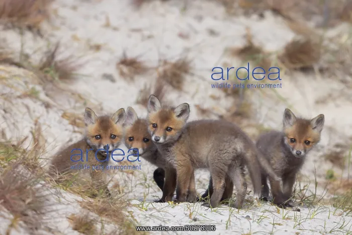 : Red Fox kits : Red Fox kits
