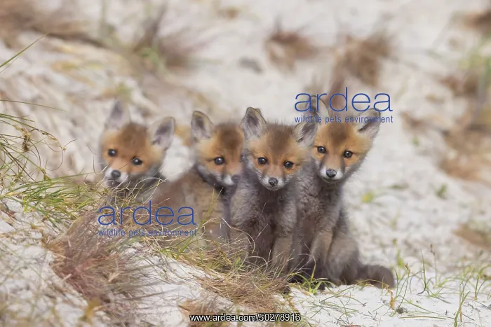  : Red Fox kits