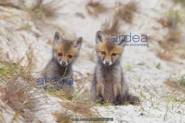  : Red Fox kits