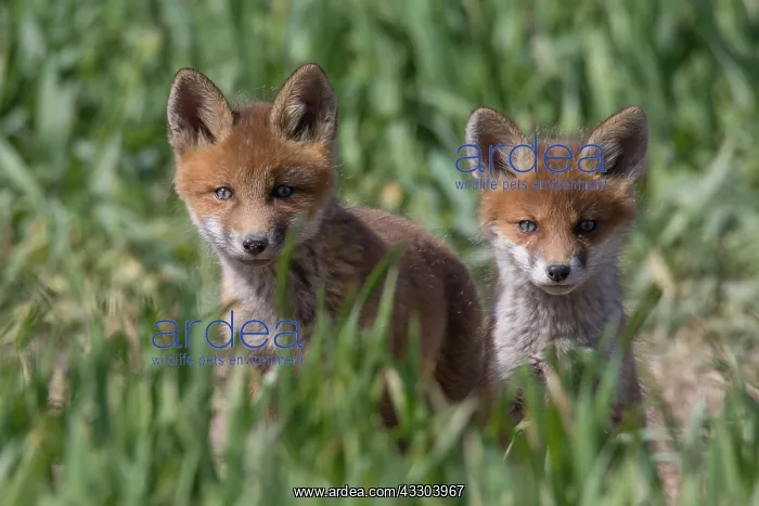 : Red Fox - kits near den in spring - Germany : Red Fox - kits near den in spring - Germany