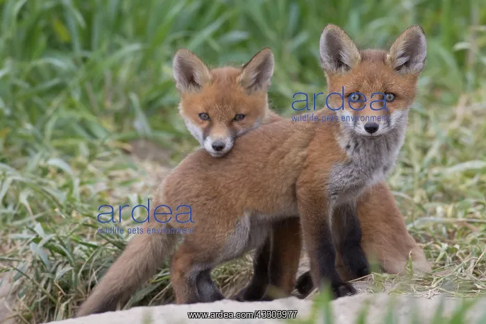 : Red Fox - kits near den in spring - Germany : Red Fox - kits near den in spring - Germany
