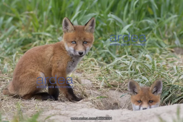  : Red Fox - kits near den in spring - Germany