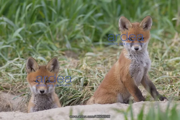 : Red Fox - kits near den in spring - Germany : Red Fox - kits near den in spring - Germany