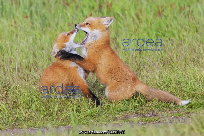 : Red fox kits playing, Washington State, USA : Red fox kits playing, Washington State, USA