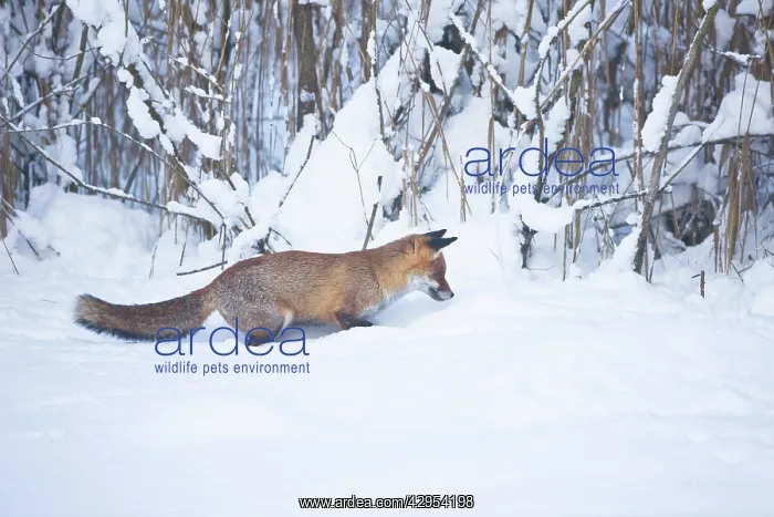 : Red Fox listening for movement and ready to pounce : Red Fox listening for movement and ready to pounce