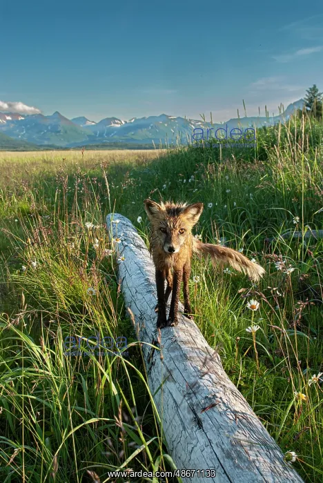 : Red fox on log. Katmai National Park, Alaska : Red fox on log. Katmai National Park, Alaska