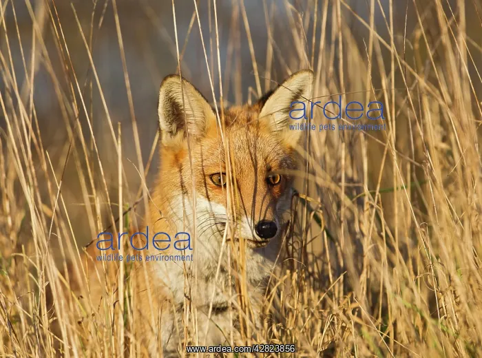 : Red Fox - in long grass : Red Fox - in long grass