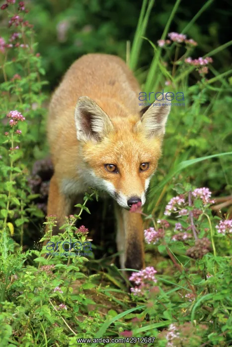 : Red Fox - looking alert : Red Fox - looking alert