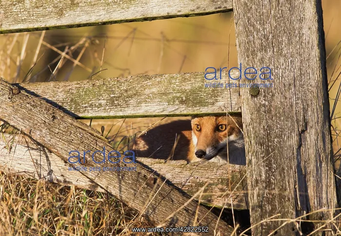 : Red Fox - looking through gate : Red Fox - looking through gate