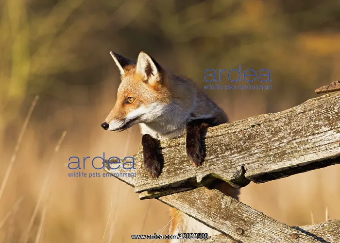 : Red Fox - looking over gate : Red Fox - looking over gate