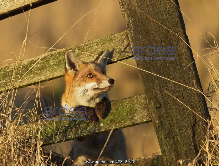 : Red Fox - looking through old gate : Red Fox - looking through old gate