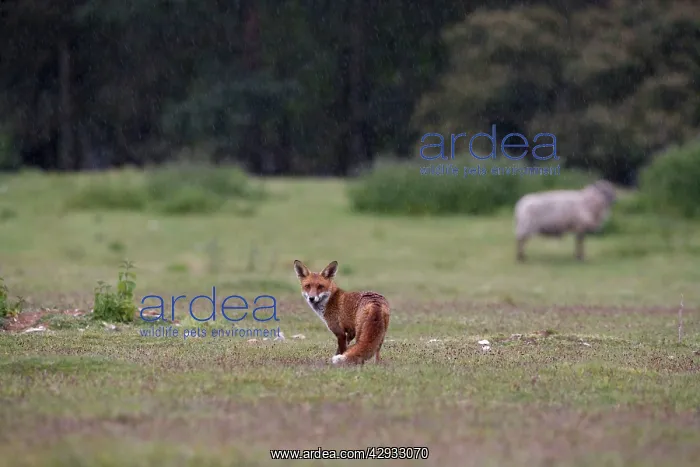 : Red Fox - Looking back in rain : Red Fox - Looking back in rain