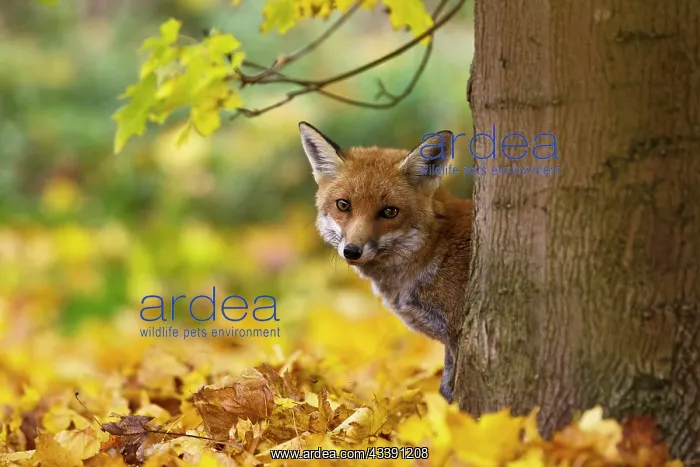 : Red Fox - looking around tree in Autumn leaves : Red Fox - looking around tree in Autumn leaves