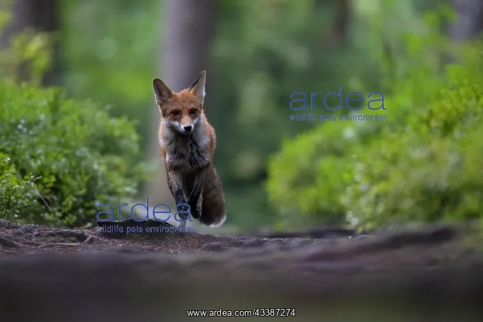 : Red fox lured on a forest path with hare lament : Red fox lured on a forest path with hare lament