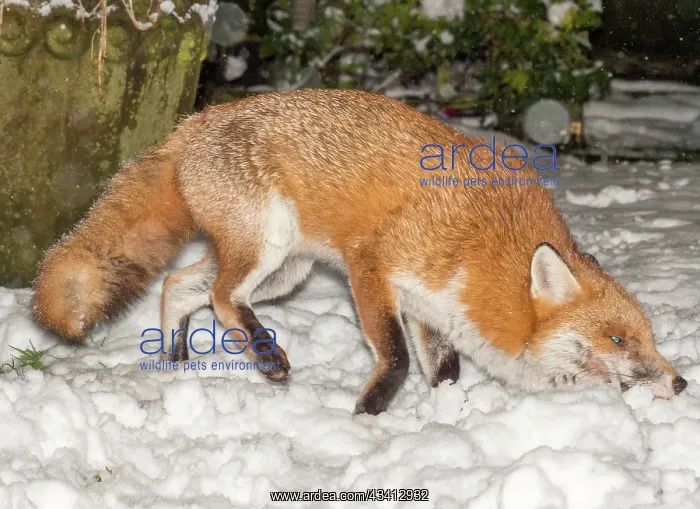 : Red Fox - male rolling in snow in garden - Birmingham UK : Red Fox - male rolling in snow in garden - Birmingham UK