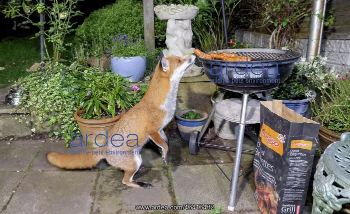 : Red Fox - male sniffing sausages on barbeque - Birmingham UK : Red Fox - male sniffing sausages on barbeque - Birmingham UK