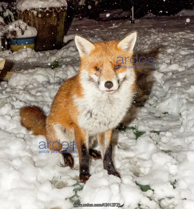 : Red Fox - male in snow in garden - Birmingham UK : Red Fox - male in snow in garden - Birmingham UK