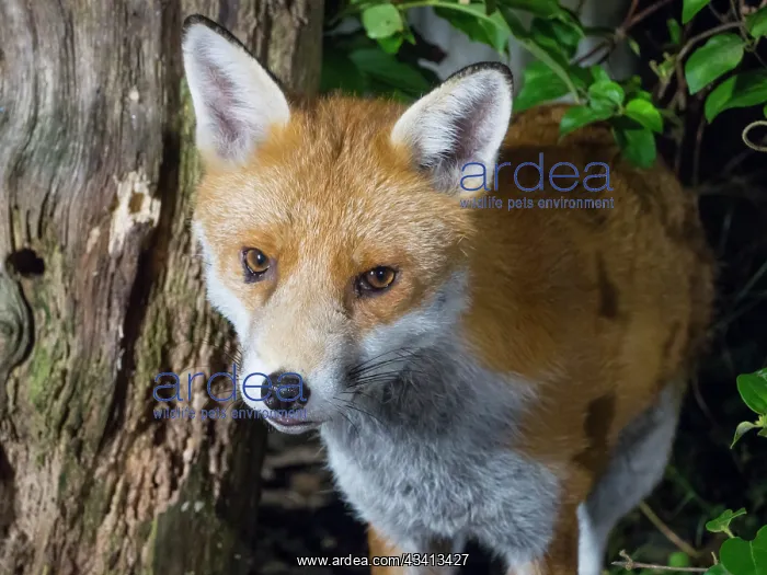 : Red Fox - male in urban garden - Birmingham UK : Red Fox - male in urban garden - Birmingham UK