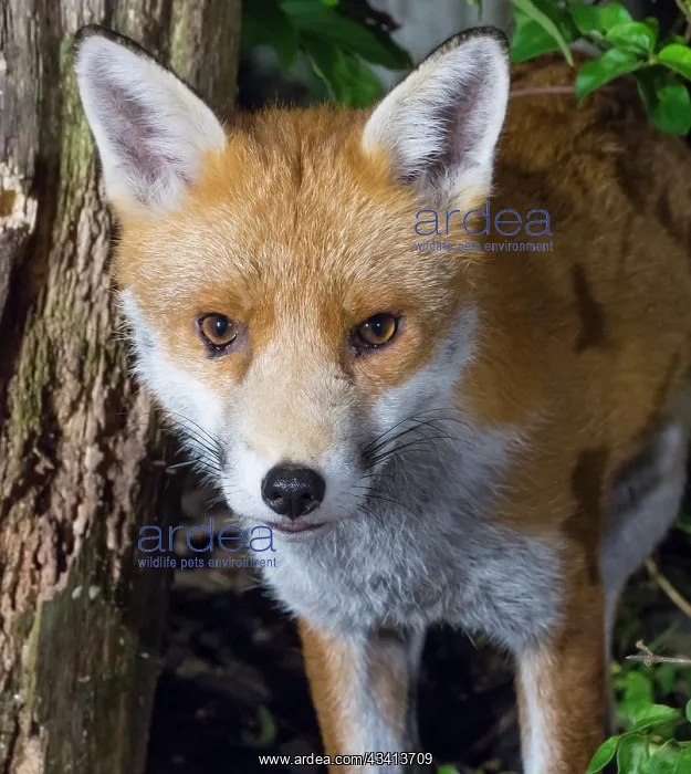 : Red Fox - male in urban garden - Birmingham UK : Red Fox - male in urban garden - Birmingham UK