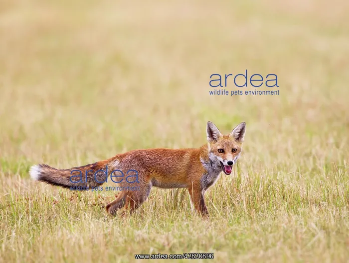 : Red Fox - in meadow - controlled conditions : Red Fox - in meadow - controlled conditions