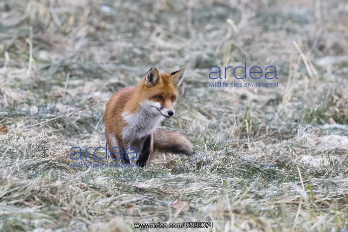 : Red Fox - on meadow in winter hunting for mice : Red Fox - on meadow in winter hunting for mice