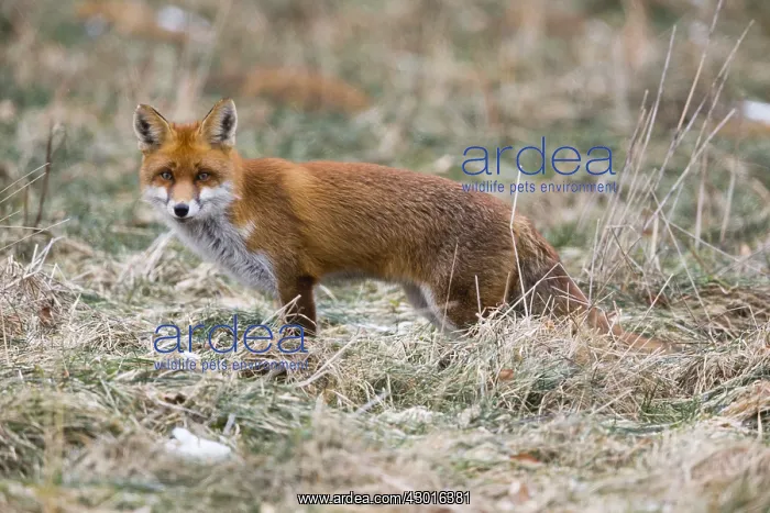  : Red Fox - on meadow in winter hunting for mice