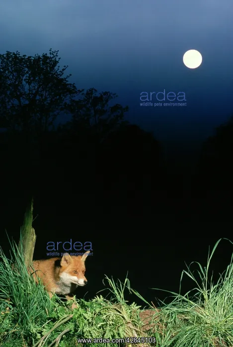 : Red FOX IN MOONLIGHT - with full moon : Red FOX IN MOONLIGHT - with full moon