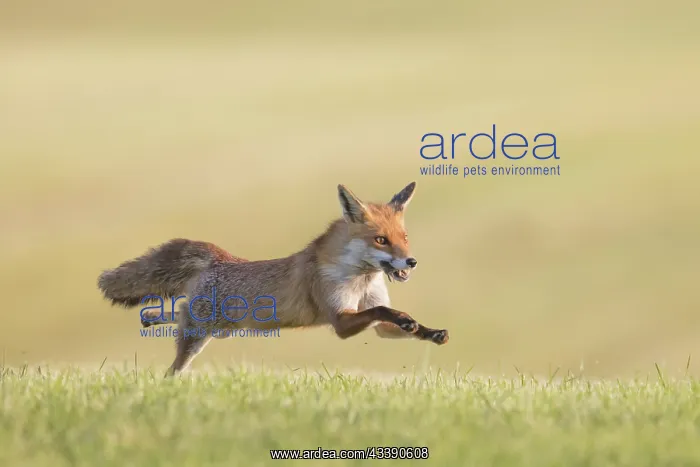 : Red Fox motion : Red Fox motion