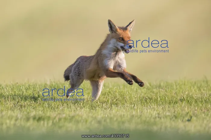 : Red Fox motion : Red Fox motion