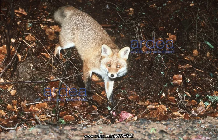: RED FOX - at night approaching garden : RED FOX - at night approaching garden