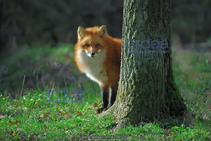 : Red Fox - peering from behind tree : Red Fox - peering from behind tree