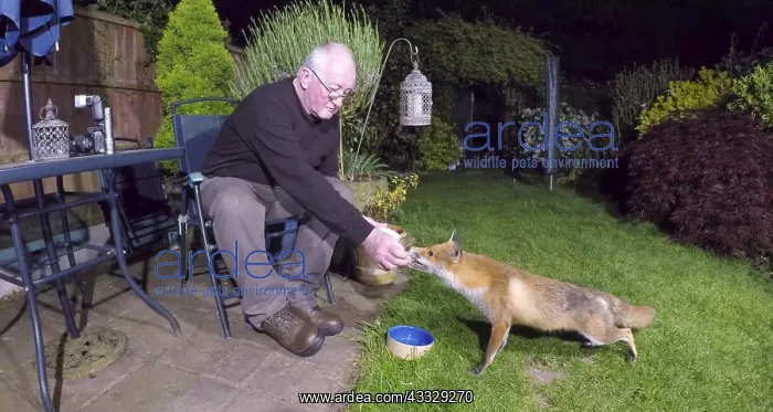 : Red fox - the photographer feeding wild urban vixen : Red fox - the photographer feeding wild urban vixen