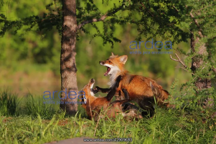 : Red Fox - two playing / fighting : Red Fox - two playing / fighting