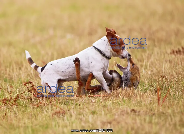 : Red Fox - playing with Jack Russell in meadow : Red Fox - playing with Jack Russell in meadow