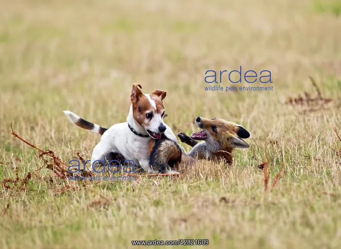 : Red Fox - playing with Jack Russell in meadow : Red Fox - playing with Jack Russell in meadow