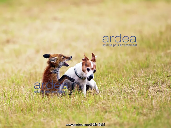 : Red Fox - playing with Jack Russell in meadow : Red Fox - playing with Jack Russell in meadow
