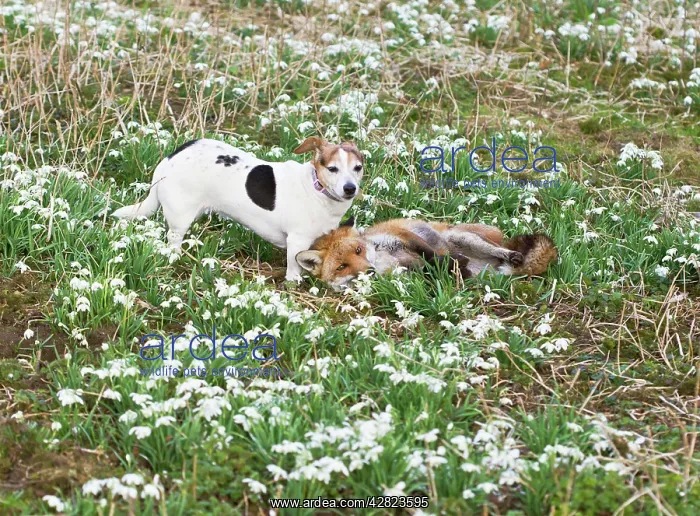 : Red Fox - playing with Jack Russell in Snowdrops : Red Fox - playing with Jack Russell in Snowdrops