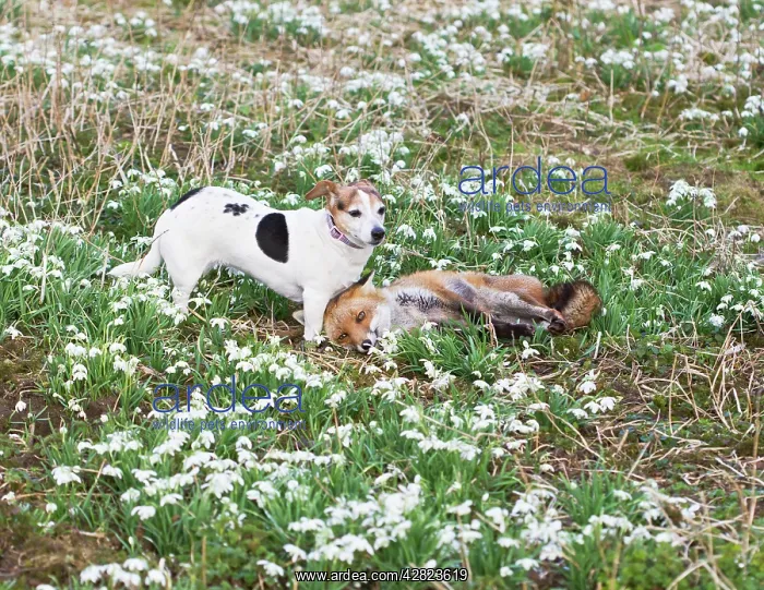 : Red Fox - playing with Jack Russell in Snowdrops : Red Fox - playing with Jack Russell in Snowdrops
