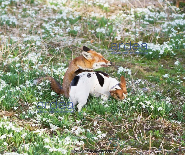 : Red Fox - playing with Jack Russell in Snowdrops : Red Fox - playing with Jack Russell in Snowdrops