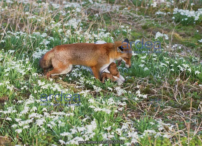 : Red Fox - playing with Jack Russell in Snowdrops : Red Fox - playing with Jack Russell in Snowdrops