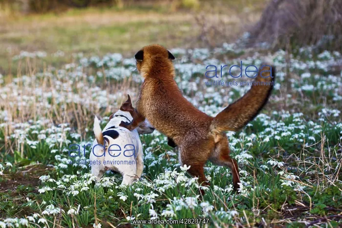 : Red Fox - playing with Jack Russell in Snowdrops : Red Fox - playing with Jack Russell in Snowdrops