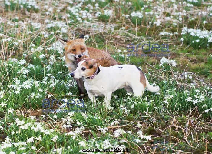 : Red Fox - playing with Jack Russell in Snowdrops : Red Fox - playing with Jack Russell in Snowdrops