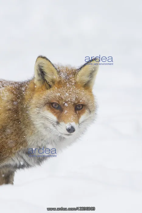 : Red Fox portrait winter : Red Fox portrait winter