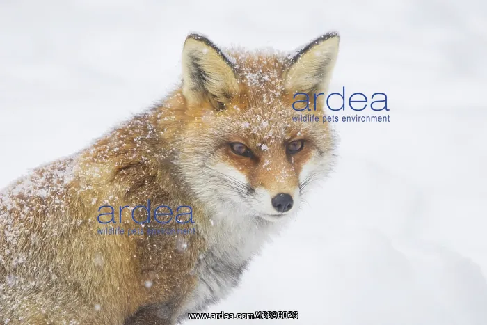 : Red Fox portrait winter : Red Fox portrait winter