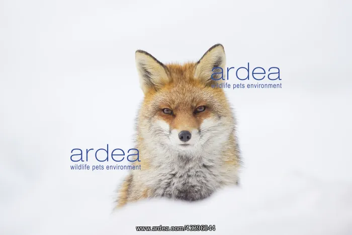 : Red Fox portrait winter : Red Fox portrait winter