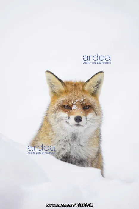 : Red Fox portrait winter : Red Fox portrait winter