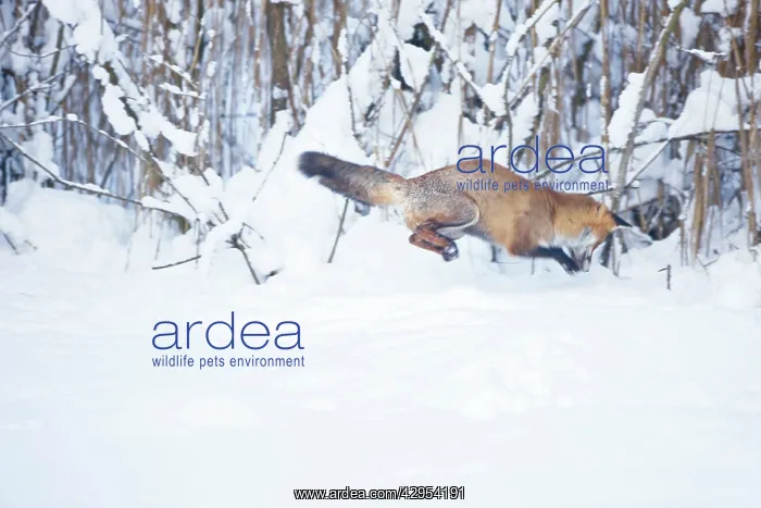 : Red Fox pouncing on prey in snow during : Red Fox pouncing on prey in snow during
