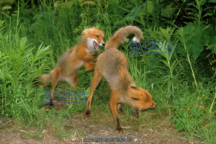 : Red Fox - pre-mating fighting : Red Fox - pre-mating fighting