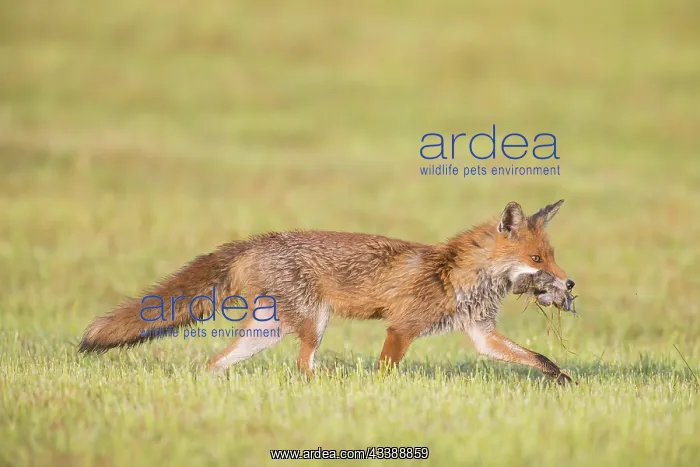 : Red Fox prey : Red Fox prey